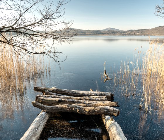 Aussicht am Ufer des Laacher Sees, Wanderweg Pellenzer Seepfad, © Eifel Tourismus GmbH, D. Ketz