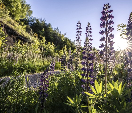 Lupinen an der Schwarzen Wand, © VG Pellenz/Klaus Peter Kappest