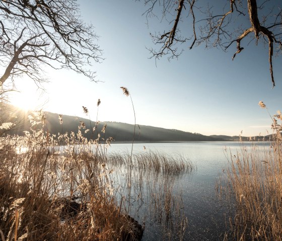 Gräser am Laacher See Ufer, © Eifel Tourismus GmbH, D. Ketz