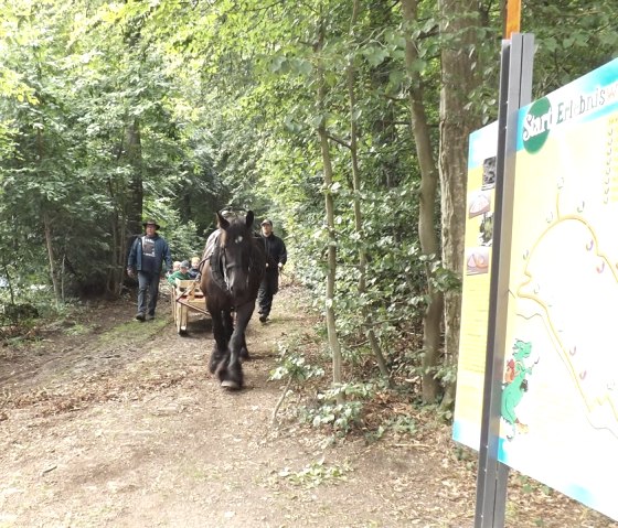 Back horses, © TI Vulkanregion Laacher See