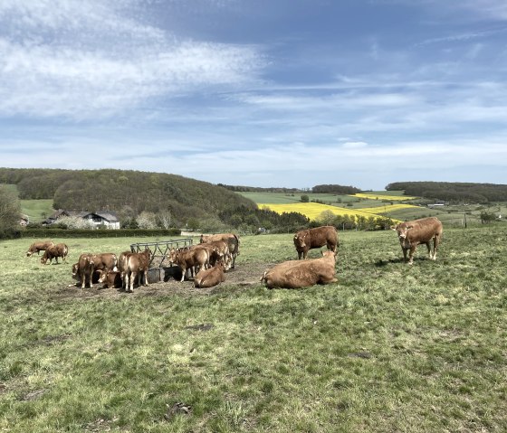 Eifellandschaft bei Oberüerenbach, © Christof Bürger