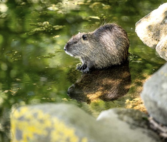 Nutria im Nettepark, © Eifel Tourismus GmbH/Dominik Ketz