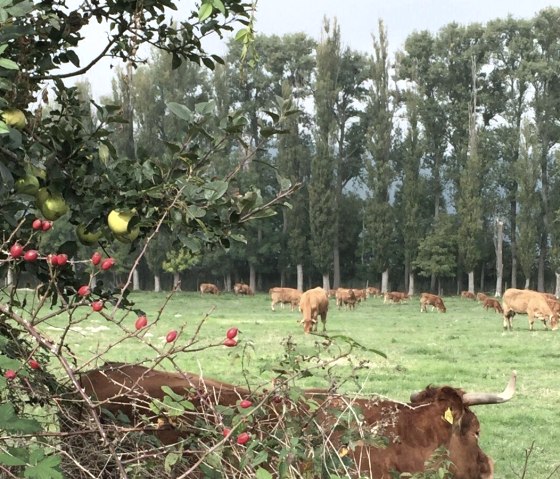 La nature dans l'Eifel, © Frank Börsch