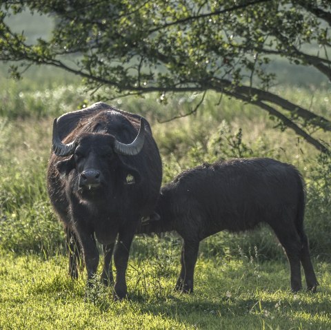 Cache  Laachus trifft Vulkanius bei den Büffeln, © Kappest/Vulkanregion Laacher See