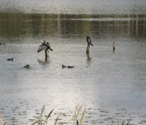 Schwarze "Räuber" am Rodder Maar, © Herbert Birnberg