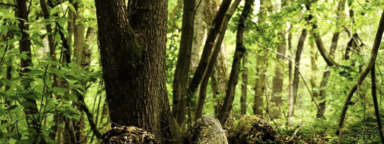 Waldbaden (in Kleingruppen bis 8 Personen)
Samstag, den 19.06.2021, Glees  (im Wassenacher Wald
, © Simon Fuhrmann