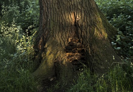 Baum mit Pilz, © Kappest/Vulkanregion Laacher See