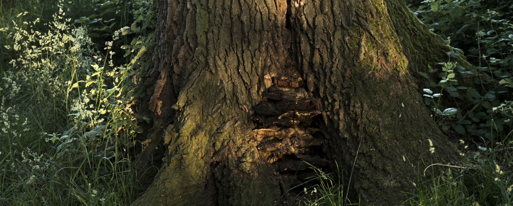 Baum mit Pilz, © Kappest/Vulkanregion Laacher See