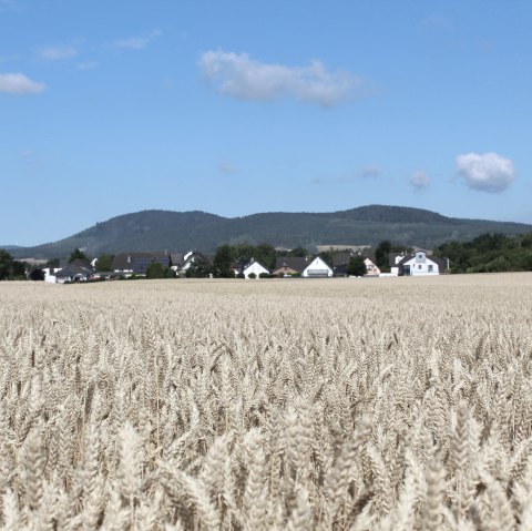 Weizenfelder, © VG Pellenz/Manea