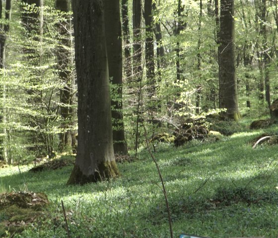 Wald, © Michael Hartusch