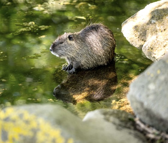 Nutria im Nettepark, © Eifel Tourismus GmbH/Dominik Ketz