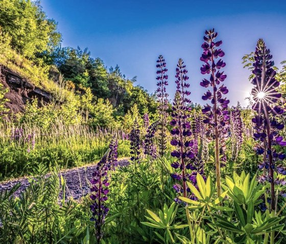 Blumen, © Kappest/Vulkanregion Laacher See