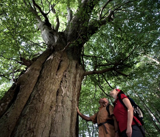 Beeindruckende Riesen im Wald, © REMET/Klaus Peter Kappest