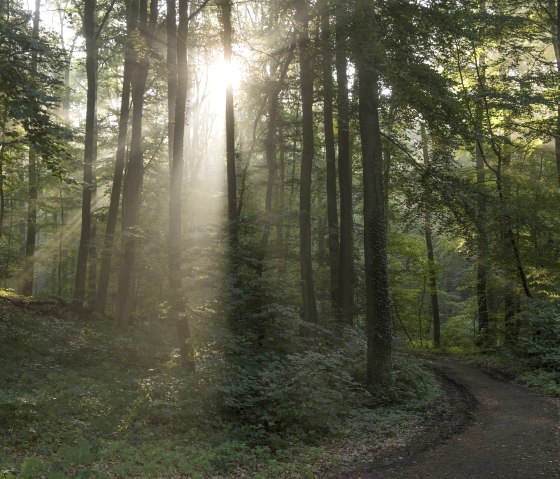 Wald, © Kappest/Vulkanregion Laacher See