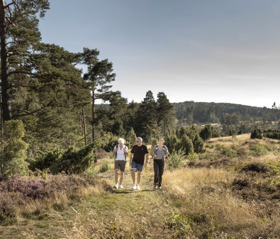 Natur mit Heide auf dem Wanderweg Vinxtbachtaler V, © TI Laacher See