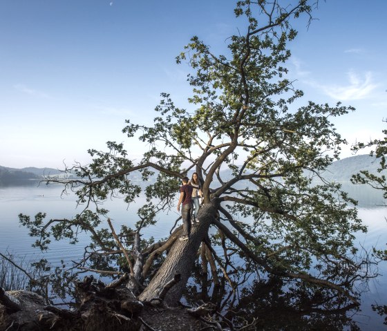 2. Station - Laacher See mit Baum, © Kappest/Vulkanregion Laacher See