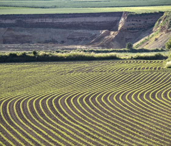 Aardappelveld, © Kappest/VG Pellenz