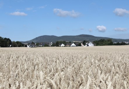 Weizenfelder, © VG Pellenz/Manea