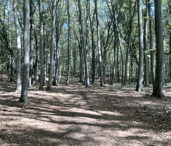 Wald, © M. Schmitz