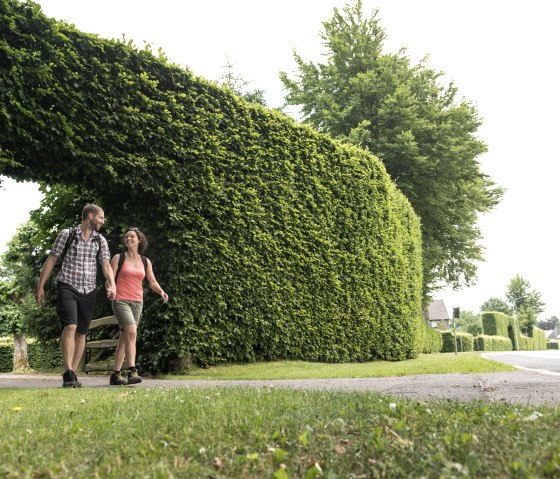 Wanderung durch die Buchenhecken in Höfen am Eifelsteig, © Eifel Tourismus/D. Ketz