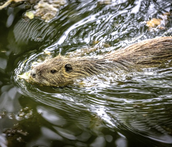 Nette Park Nutria, © Eifel Tourismus GmbH/Dominik Ketz