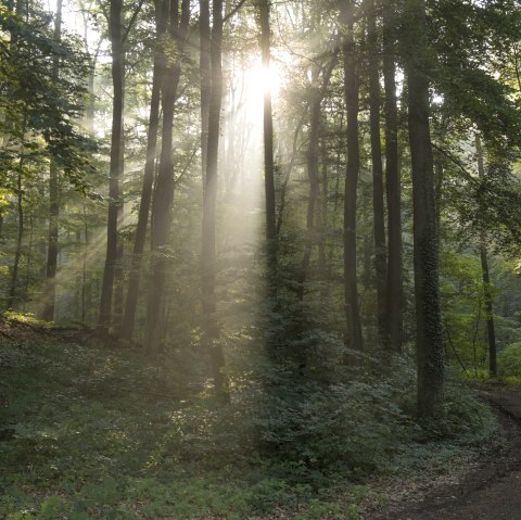 Wald, © Kappest/Vulkanregion Laacher See