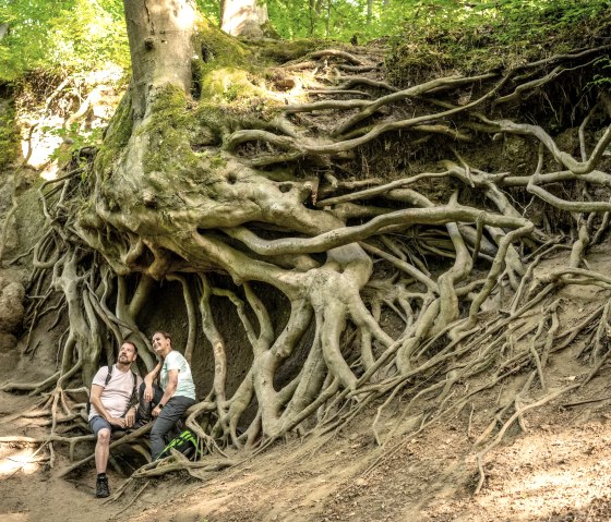 Des arbres imposants, © Eifel Tourismus GmbH/Dominik Ketz