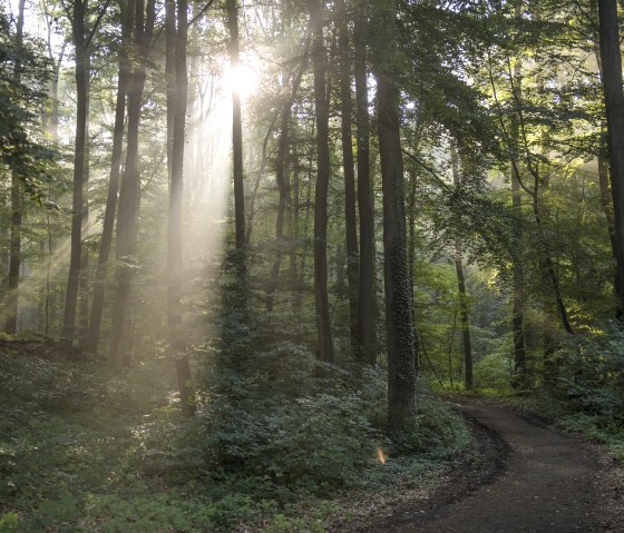 Wald, © Kappest/Vulkanregion Laacher See