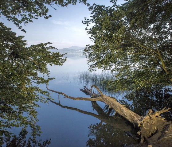 Baum im Laacher See, © Kappest/Vulkanregion Laacher See